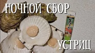 Сахалин- пособирали устриц и гребешок по ночному отливу#морепродукты #сахалин #природа #море