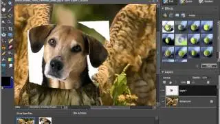 Adobe Photoshop Project 1A: Hybrid Animal: HEAD & EDGE