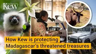 Behind the scenes at the Kew Madagascar Conservation Centre