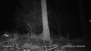 Yote vs Polymag