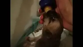 малюсенький щенок маленький остался без мамы
