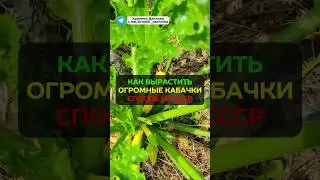 Невероятный урожай кабачков: секрет из СССР 