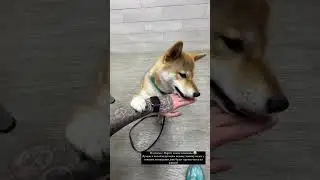 😍 МАРТИ ТУРНИК ПЕС - СТОРИС ЭДИСОНА МАЙНКРАФТ 