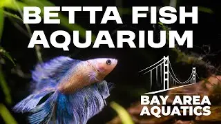 My 5 Gallon Betta Aquarium | Aquarium Co-op Filter, Air-Pump, Heater and More!
