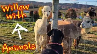 Willow with the Animals of the Appalachian Trail (Greater Swiss Mountain Dog)