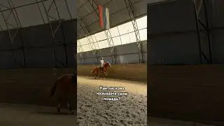 #horse #лошади #equestrian #конкур #horsejumping #equestrianlife #лошадь