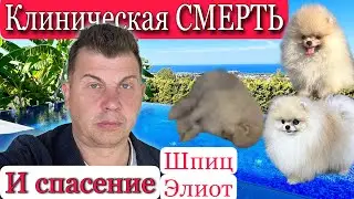 Ветклиники. Как перевести животных на Северный Кипр. Наши Киприотики.  История спасения щенка шпица