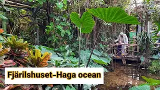 Fjärilshuset-Haga ocean;#nature museum in#stockholm:4K