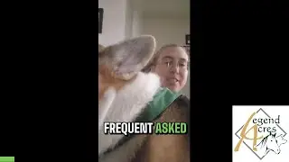 Why Your Dog “Ignores” You Outside and What They Are Really Doing