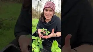 Ayurvedic Plants at the Ivywood Herb Nursery & Apothecary Garden