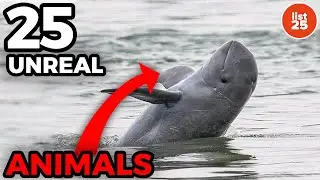 25 Unreal Animals You Won’t Believe Exist