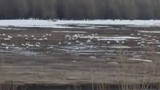 Локосово лебеди