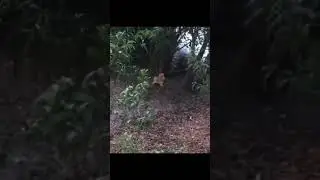 KÖPEK VE TİMSAH