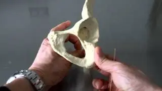 SKELETAL SYSTEM ANATOMY: Pelvic girdle, os coxa, coaxial bone, hip bone