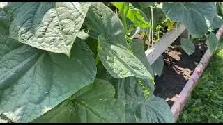 Делаю ЭТО со своими огурцами и собираю по 3 ведра с куста