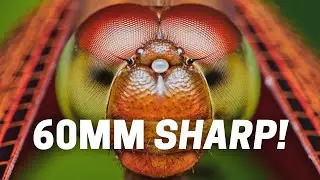 Shooting With Olympus 60mm F2.8 Macro For Insect Photography