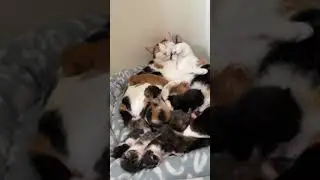 Самое милое, что вы сегодня увидите❤️