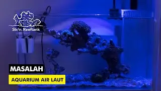 Menambah Biota DI Aquarium Air Laut