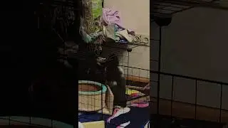 #guineapig #cutepets #морскаясвинка