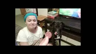 Человек собаке друг 🐶🐶🐶