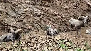 Long Horn Sheep of Waterton Canyon