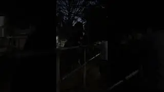 KAWIN MENJELANG MALAM HARI || DI ALAM TERBUKA || KUDA KAWIN 😂 