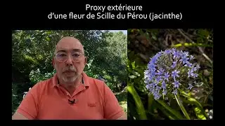 Photo proxy d'une fleur de Scille du pérou  (jacinthe)