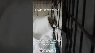 Кошке Даше нужна наша помощь! Репост! #кошка #выборг #ленобласть #питер #санктпетербург