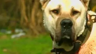 Kangal shepherd dog