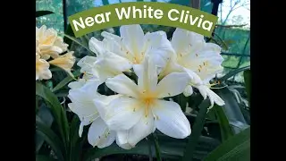 Clivia 