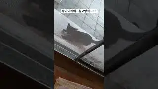 #오늘의술무새 #구독 #좋아요 #길고양이 #과거영상 #이제는우리식구가되었답니다 #두달전에엄마고양이가되었어요
