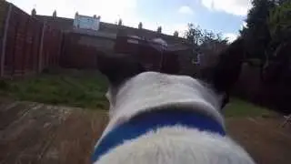 Dog doesn't want to play. GoPro Hero4