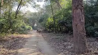 Sambhar Deer tiger ka Sabse Pasandida Bhojan Jim Corbett National Park Mein!!