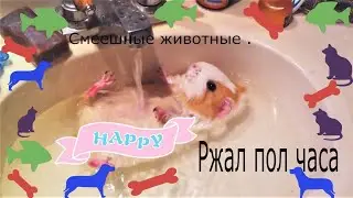 Смешные видео про животных я ржал пол часа