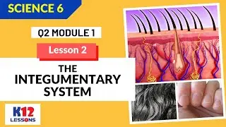 Science 6 Quarter 2 Module 1 Lesson 2 - The Integumentary System