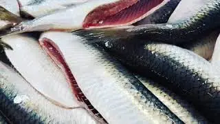 Recipe Salted Herring