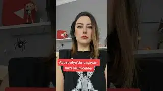 Avustralya'da yaşayan DEV ÖRÜMCEKLER! 🕷🕸 