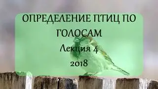 Сорокопуты, воробьи и прочие - определение по голосам