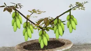 Techniques How To Graaft A Mango Tree Get a lot of benefits.
