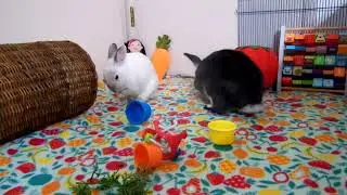 Carrot Top time for Sugarplum and Prince Charming.