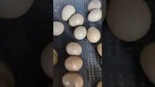 фазан жужалари инкубатордан чикди