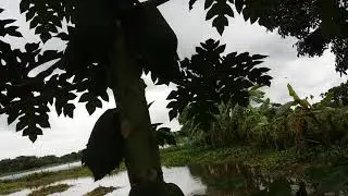 The Success Story of papaya Farming | পেঁপে চাষ করার সহজ উপায়