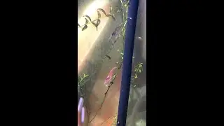 Red and blue mixed shrimp! 🦐