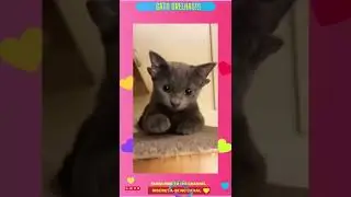 Gatos orelhas duplamente fofo!!! #shorts cute cats