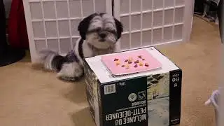 Patience Challenge Dog Version