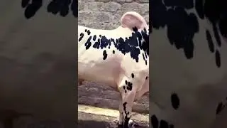Beautiful Racing Bull #tiktok #viral #foryou #instagram