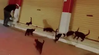 Feeding Stray Saudi Cats