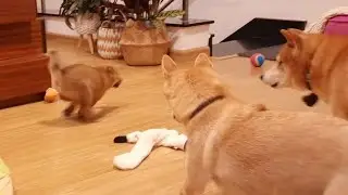 faster than the wind!