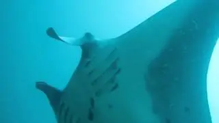 Bali Manta
