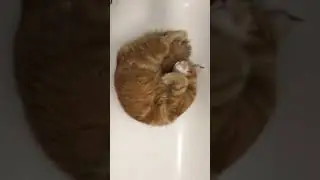 Кот в ванной. Прикол
